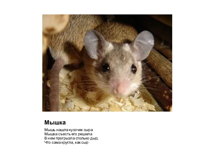 Мышка Мышь нашла кусочек сыра Мышка съесть его решила В нем прогрызла столько