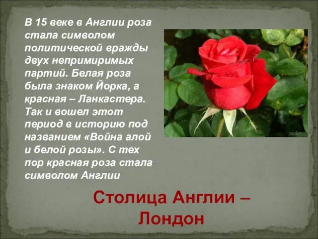 В 15 веке в Англии роза стала символом политической вражды двух непримиримых партий.