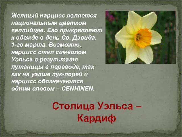 Желтый нарцисс является национальным цветком валлийцев. Его прикрепляют к одежде в день Св.