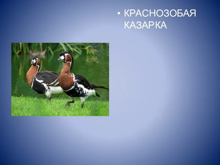 КРАСНОЗОБАЯ КАЗАРКА