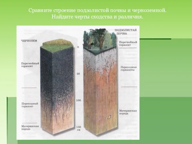 Сравните строение подзолистой почвы и черноземной. Найдите черты сходства и различия.