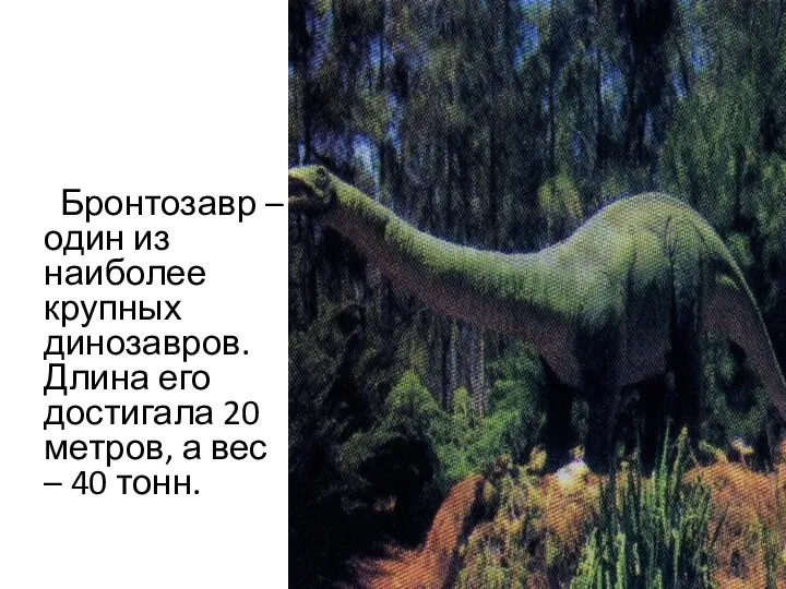 Бронтозавр – один из наиболее крупных динозавров. Длина его достигала 20 метров, а