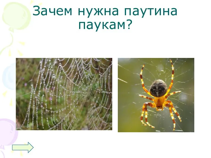 Зачем нужна паутина паукам?