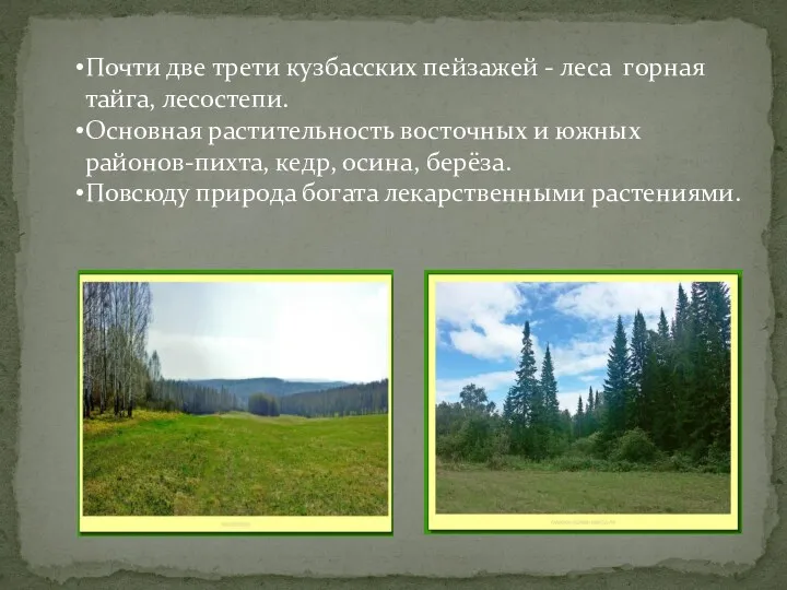 Почти две трети кузбасских пейзажей - леса горная тайга, лесостепи. Основная растительность восточных