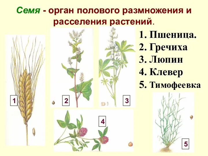 Семя - орган полового размножения и расселения растений. 1. Пшеница. 2. Гречиха 3.