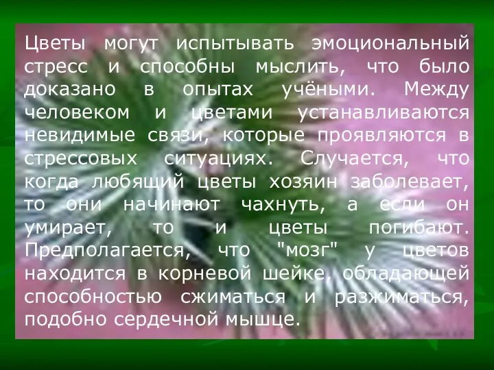 Цветы могут испытывать эмоциональный стресс и способны мыслить, что было