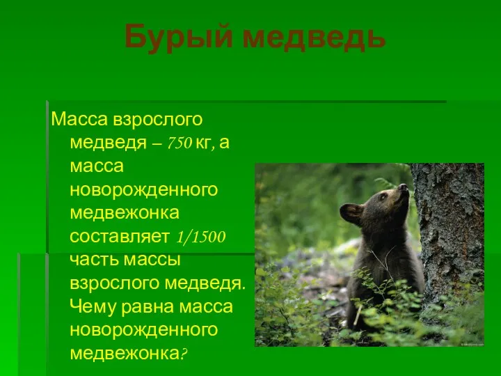 Бурый медведь Масса взрослого медведя – 750 кг, а масса новорожденного медвежонка составляет