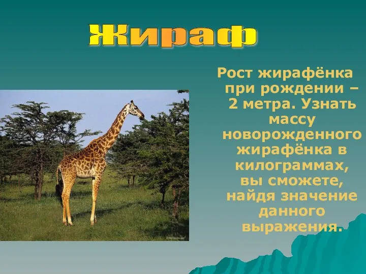 Рост жирафёнка при рождении – 2 метра. Узнать массу новорожденного жирафёнка в килограммах,
