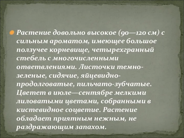 Растение довольно высокое (90—120 см) с сильным ароматом, имеющее большое