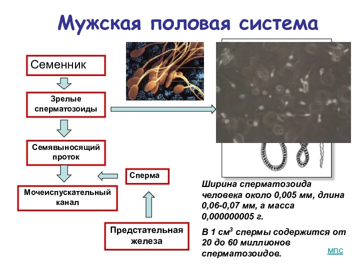 Мужская половая система Семенник Семявыносящий проток Сперма Предстательная железа Мочеиспускательный канал Зрелые сперматозоиды