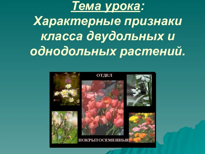 Характерные признаки класса двудольных и однодольных растений 6 класс Характерные признаки класса двудольных и однодольных растений