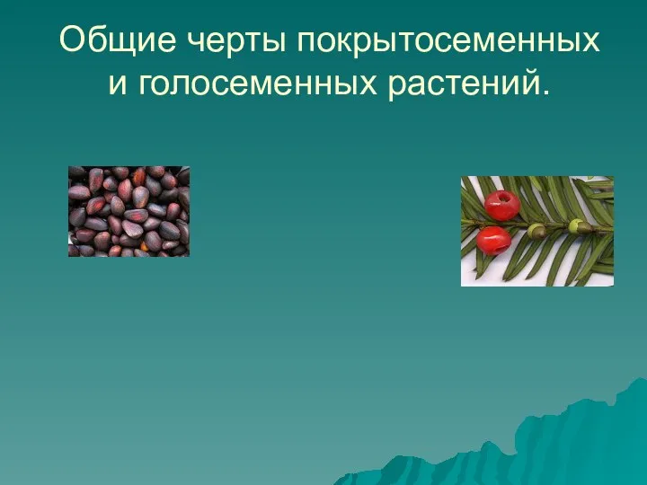 Общие черты покрытосеменных и голосеменных растений.