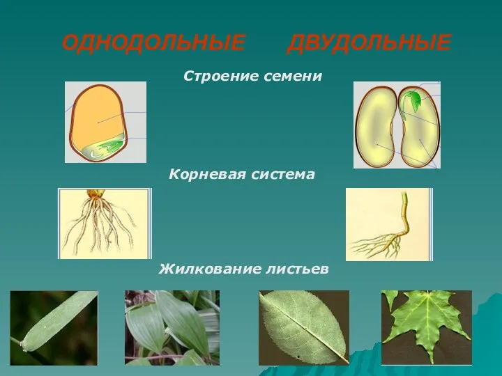 ОДНОДОЛЬНЫЕ ДВУДОЛЬНЫЕ Жилкование листьев Корневая система Строение семени