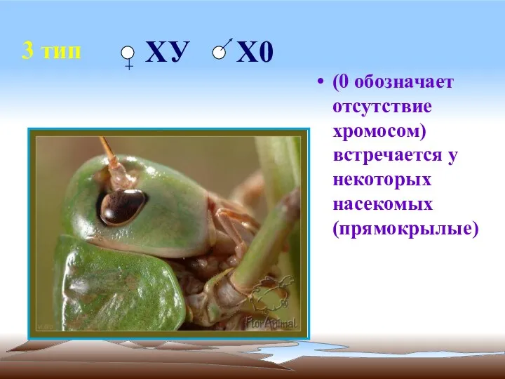 3 тип (0 обозначает отсутствие хромосом) встречается у некоторых насекомых (прямокрылые) ХУ Х0