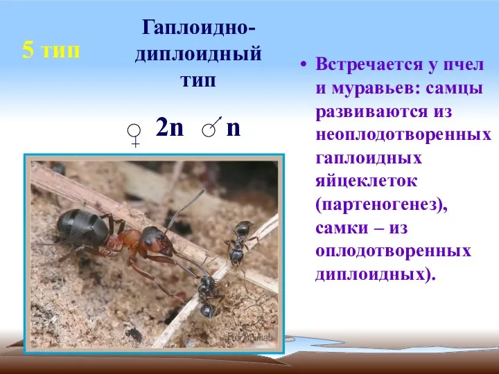 5 тип Встречается у пчел и муравьев: самцы развиваются из