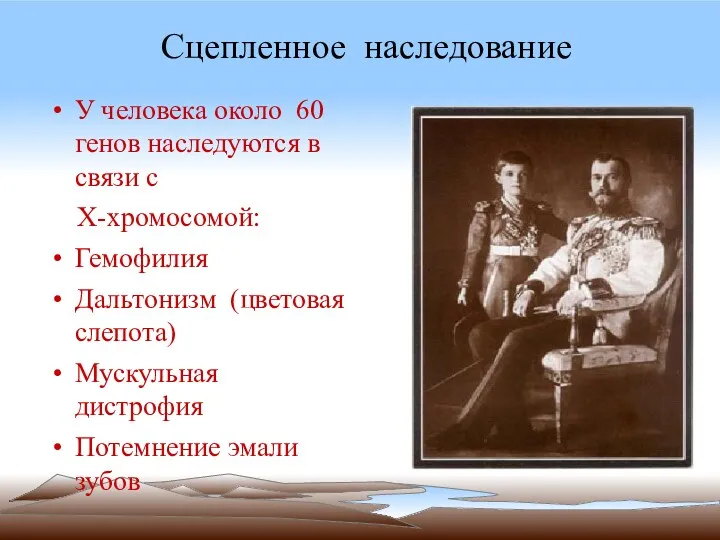 Сцепленное наследование У человека около 60 генов наследуются в связи