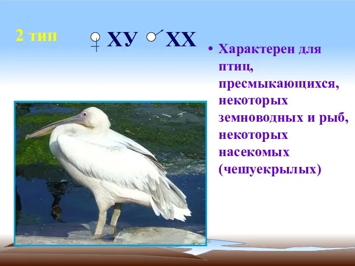 2 тип Характерен для птиц, пресмыкающихся, некоторых земноводных и рыб, некоторых насекомых (чешуекрылых) ХУ ХХ