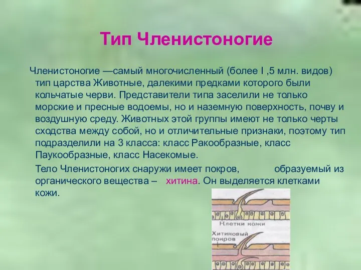 Тип Членистоногие Членистоногие —самый многочисленный (более I ,5 млн. видов)