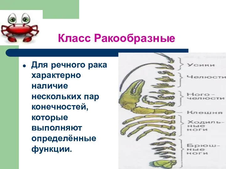 Класс Ракообразные Для речного рака характерно наличие нескольких пар конечностей, которые выполняют определённые функции.