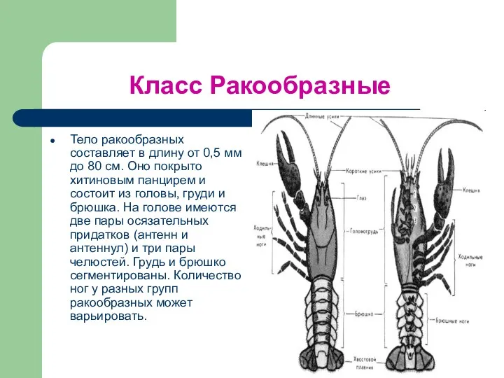 Класс Ракообразные Тело ракообразных составляет в длину от 0,5 мм до 80 см.