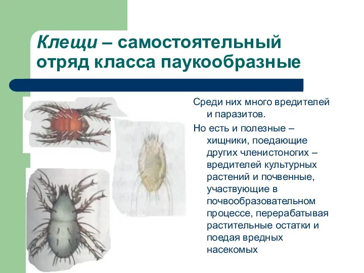 Клещи – самостоятельный отряд класса паукообразные я Среди них много вредителей и паразитов.
