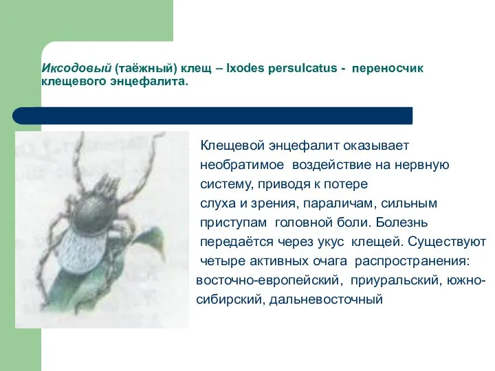 Иксодовый (таёжный) клещ – Ixodes persulcatus - переносчик клещевого энцефалита.