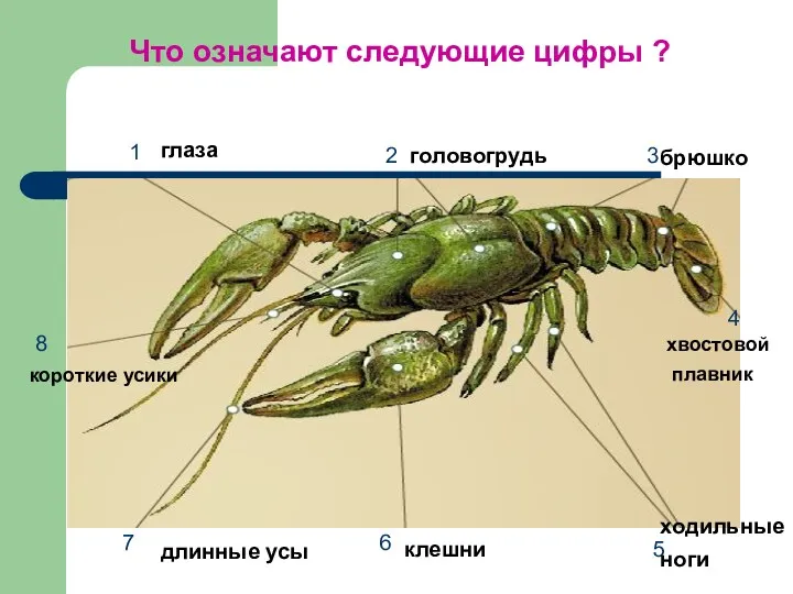 Что означают следующие цифры ? глаза головогрудь брюшко хвостовой плавник ходильные ноги клешни