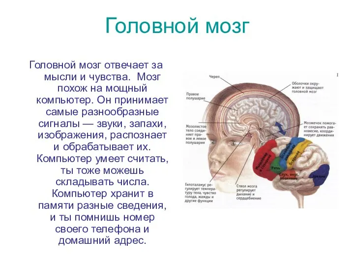 Головной мозг Головной мозг отвечает за мысли и чувства. Мозг похож на мощный