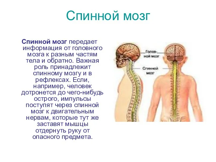 Спинной мозг Спинной мозг передает информация от головного мозга к разным частям тела