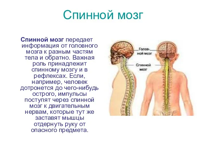 Спинной мозг Спинной мозг передает информация от головного мозга к