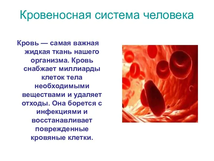 Кровеносная система человека Кровь — самая важная жидкая ткань нашего организма. Кровь снабжает
