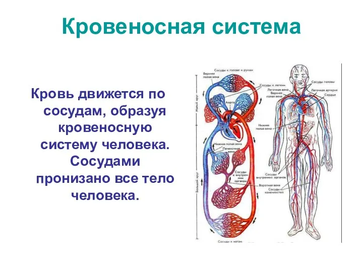 Кровеносная система Кровь движется по сосудам, образуя кровеносную систему человека. Сосудами пронизано все тело человека.