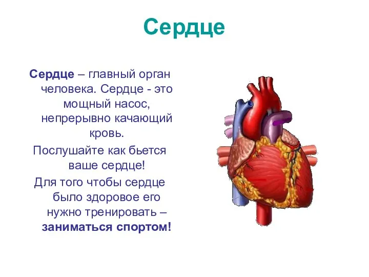 Сердце Сердце – главный орган человека. Сердце - это мощный насос, непрерывно качающий
