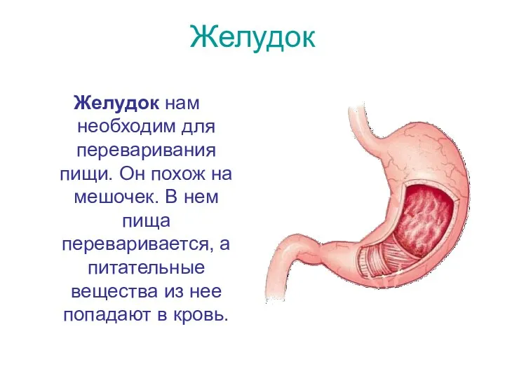 Желудок Желудок нам необходим для переваривания пищи. Он похож на мешочек. В нем