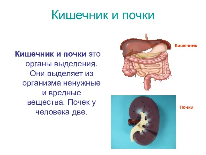 Кишечник и почки Кишечник и почки это органы выделения. Они выделяет из организма