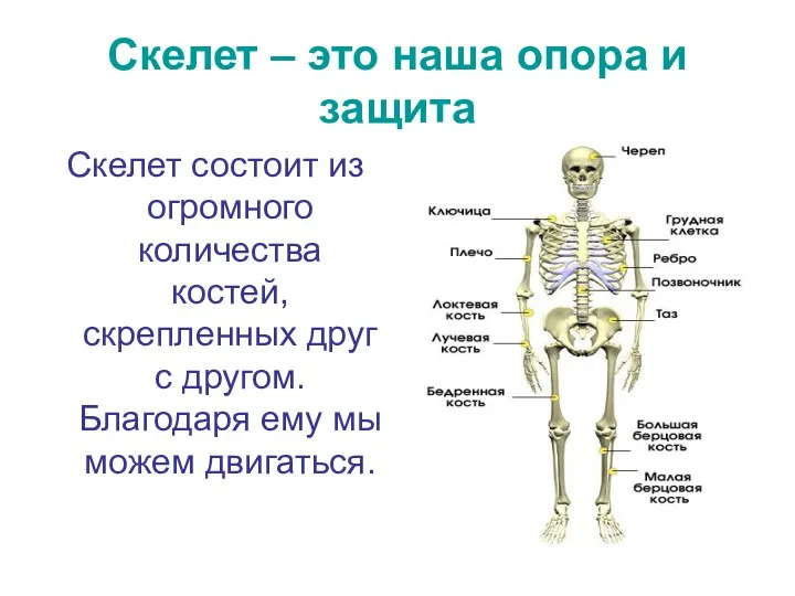 Скелет – это наша опора и защита Скелет состоит из огромного количества костей,