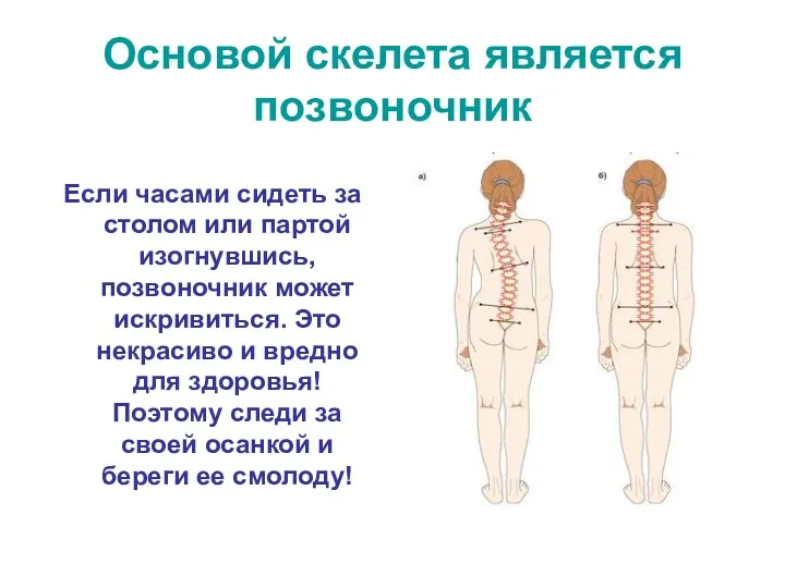 Основой скелета является позвоночник Если часами сидеть за столом или партой изогнувшись, позвоночник