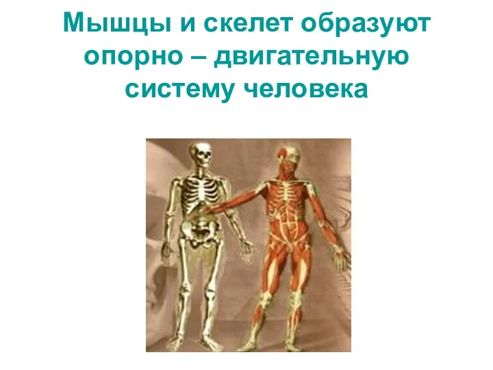Мышцы и скелет образуют опорно – двигательную систему человека