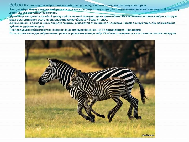 Зебра: На самом деле зебра — чёрная в белую полоску, а не наоборот,