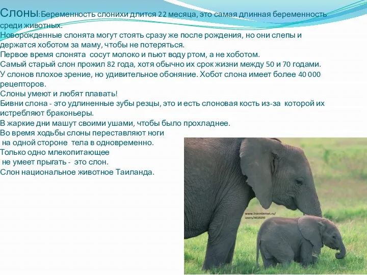 Слоны:Беременность слонихи длится 22 месяца, это самая длинная беременность среди животных. Новорожденные слонята