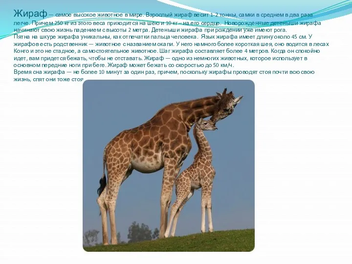 Жираф — самое высокое животное в мире. Взрослый жираф весит 1-2 тонны, самки