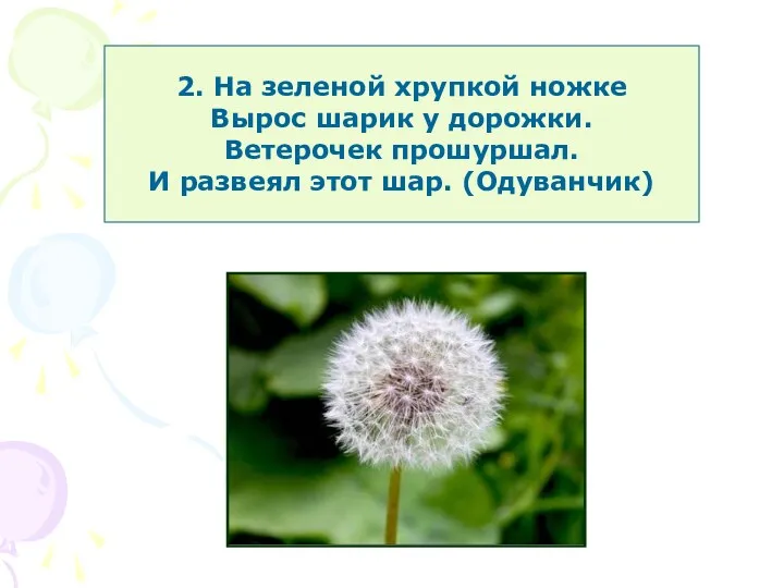 2. На зеленой хрупкой ножке Вырос шарик у дорожки. Ветерочек прошуршал. И развеял этот шар. (Одуванчик)