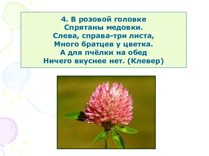 4. В розовой головке Спрятаны медовки. Слева, справа-три листа, Много братцев у цветка.