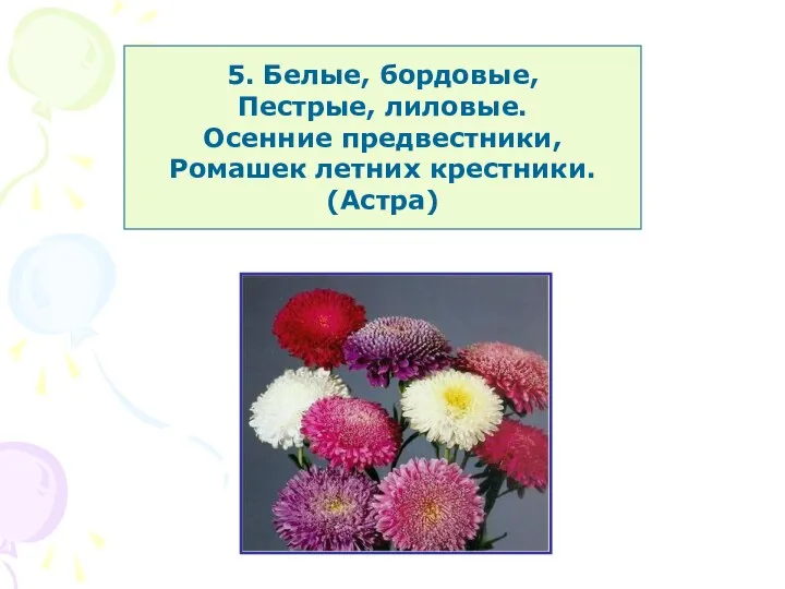 5. Белые, бордовые, Пестрые, лиловые. Осенние предвестники, Ромашек летних крестники. (Астра)