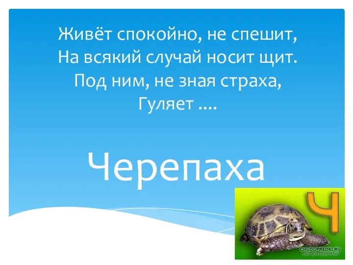 Живёт спокойно, не спешит, На всякий случай носит щит. Под