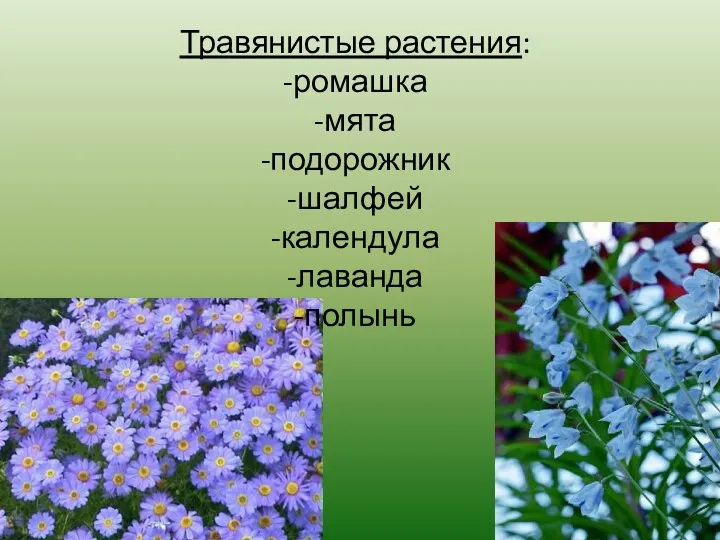Травянистые растения: -ромашка -мята -подорожник -шалфей -календула -лаванда -полынь