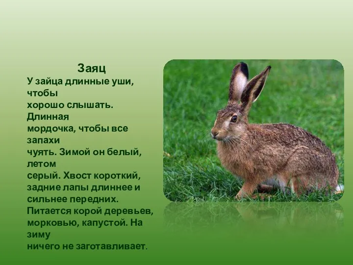 Заяц У зайца длинные уши, чтобы хорошо слышать. Длинная мордочка, чтобы все запахи