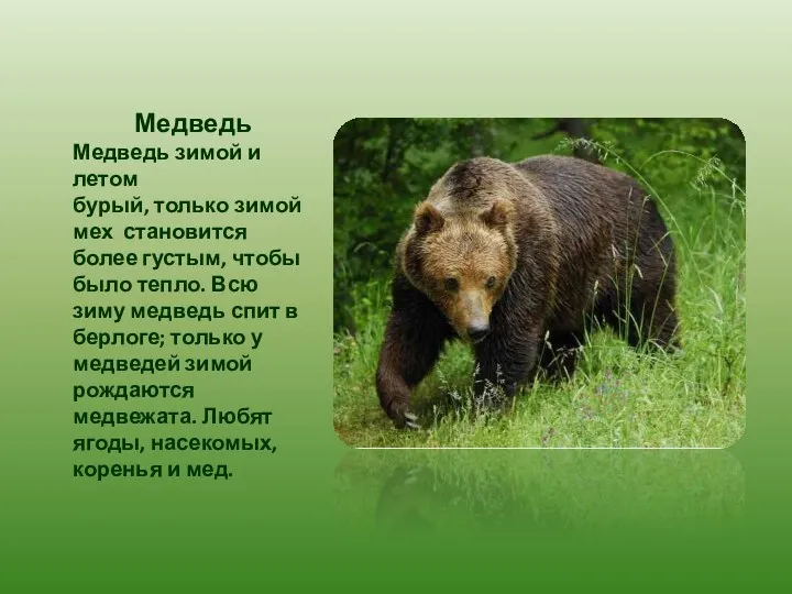 Медведь Медведь зимой и летом бурый, только зимой мех становится