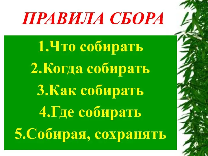 ПРАВИЛА СБОРА 1.Что собирать 2.Когда собирать 3.Как собирать 4.Где собирать 5.Собирая, сохранять