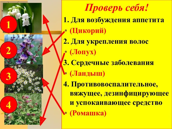 Проверь себя! 1. Для возбуждения аппетита (Цикорий) 2. Для укрепления